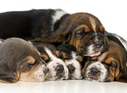 welcome-to-the-dogpile-185.jpg welcome-to-the-dogpile-185.jpg