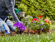 Low-maintenance-plants-for-your-home-garden_listing Low-maintenance-plants-for-your-home-garden_listing