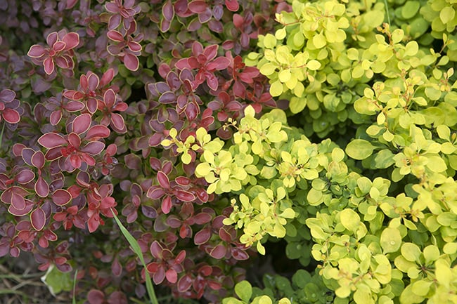 Low-maintenance-plants-barberry-shrub