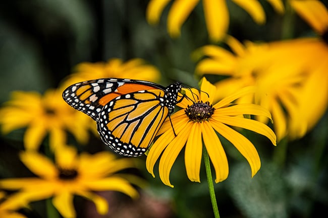 Low-maintenance-plants-black-eyed-susan