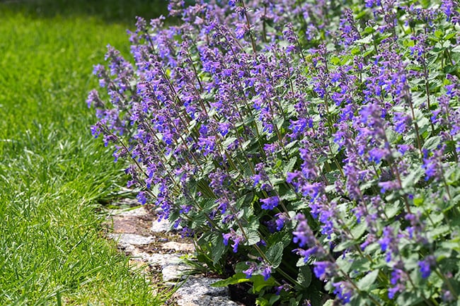 Low-maintenance-plants-catmint