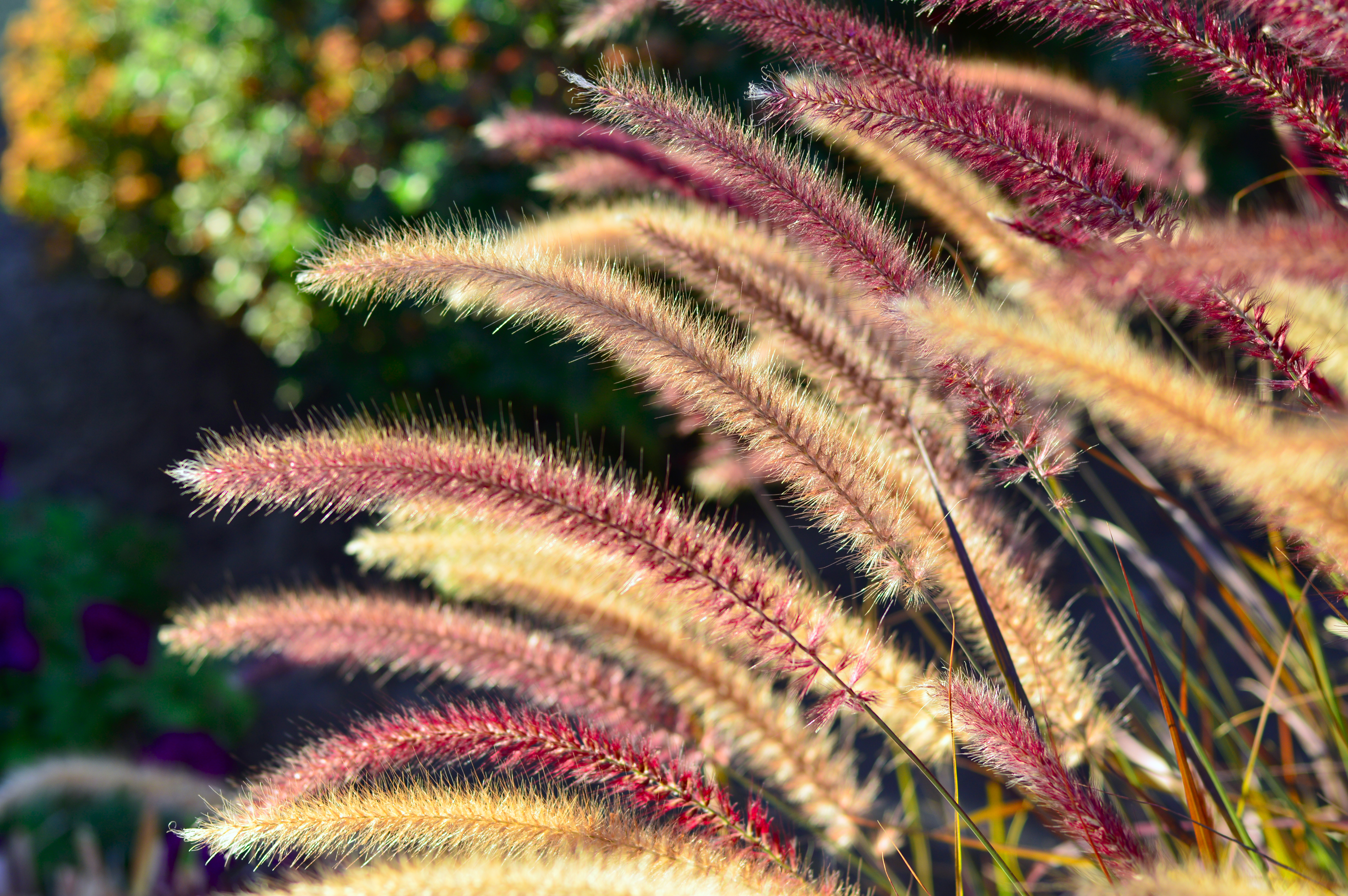 Low-maintenance-plants-fountain_grass