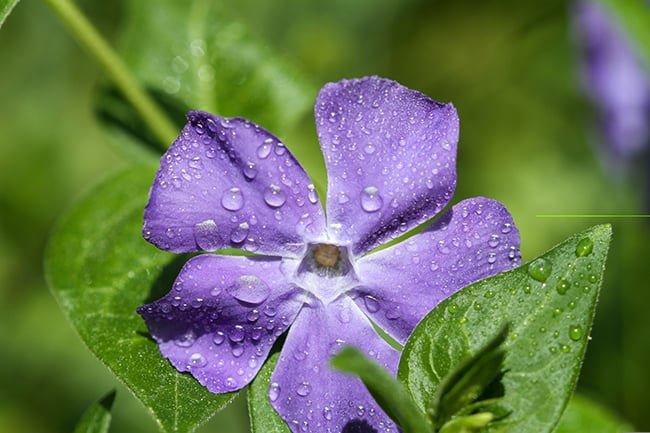 Low-maintenance-plants-geranium-brookside-1