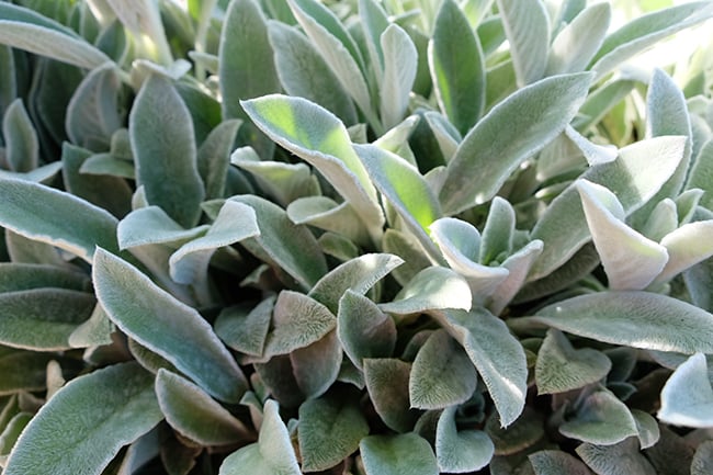 Low-maintenance-plants-lambs-ear