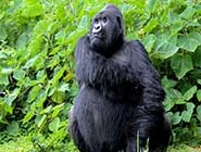 800-pound-gorilla-skipped-lunch-listing.jpg 800-pound-gorilla-skipped-lunch-listing.jpg